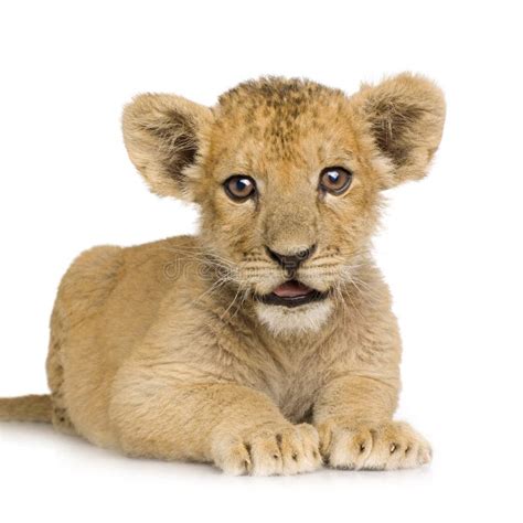 Lion Cub 5 Months And Tiger Cub 5 Months Stock Photo Image Of