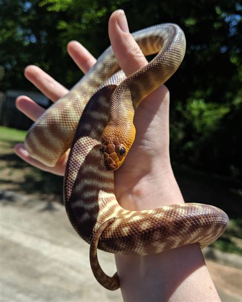 My Beautiful Woma Python Turns One Year Old Today Happy Birthday