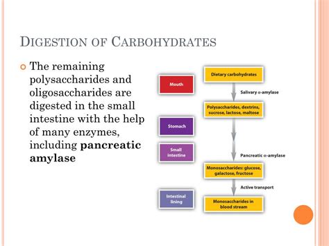 Ppt Digestion Of Carbohydrate Protein And Fat Powerpoint