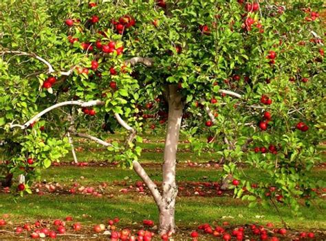 Ideas To Boost Fruit Production From Fruit Trees Incredible Things