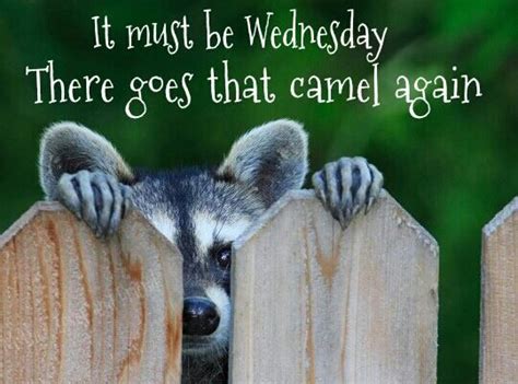 Wednesday Bwhaha Happy Wednesday Quotes Wednesday Hump Day