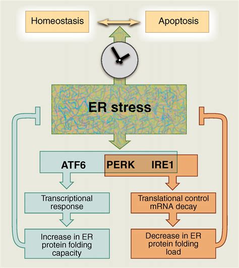 The Unfolded Protein Response From Stress Pathway To Homeostatic