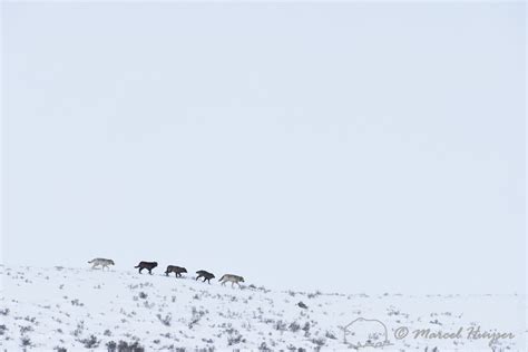 Marcel Huijser Photography Rocky Mountain Wildlife Wolves On The Ridge