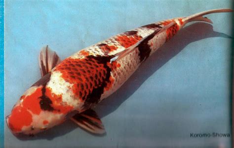 types of koi fish Unveiled Types of Koi Varieties 2019 | Koi fish, Koi