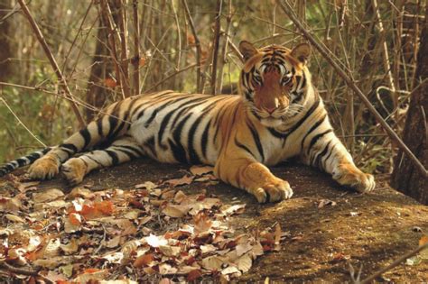 This means someone is breeding them in the usa, probably very common. Indian tiger population roaring back - Geographical Magazine