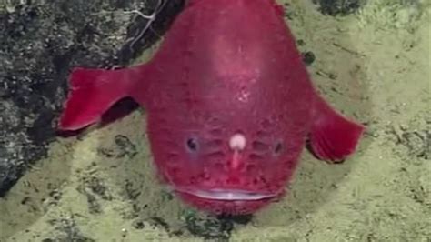 Monterey Bay Aquarium Gets Rare Look At Black Seadevil Fish Abc7 Los