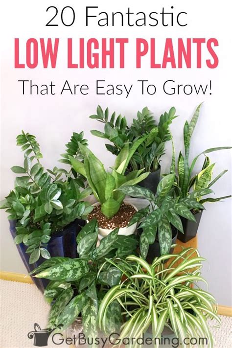 The good news is plenty of plants can thrive in a dark apartment. 20 Low Light Indoor Plants That Are Easy To Grow | Low light house plants, Indoor plants low ...