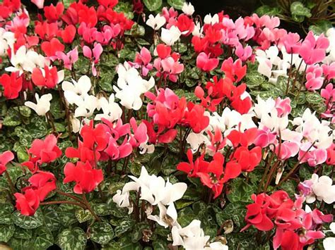 Cyclamens How To Grow And Care For Cyclamen Plants Indoors Or In The