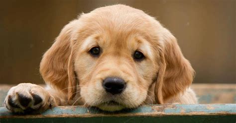 Maybe you would like to learn more about one of these? How much does a Golden Retriever Puppy Cost? - Annie Many