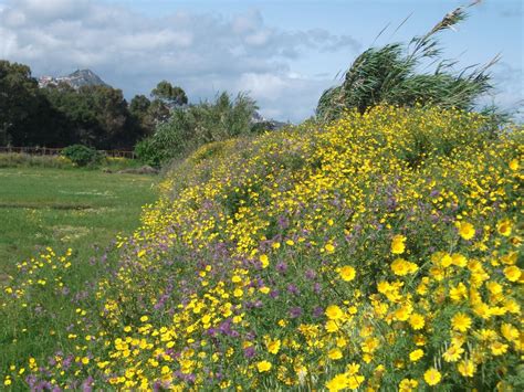 Fiori simili alle margherite su capolini: piante fiori e paesaggi della Sicilia orientale ...