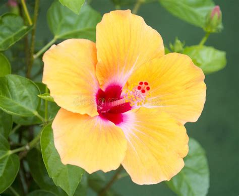 Yellow Hibiscus Flower Stock Photo Image Of Hawaii