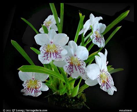 Miltoniopsis Phalaenopsis A Species Orchid Orchids Phalaenopsis