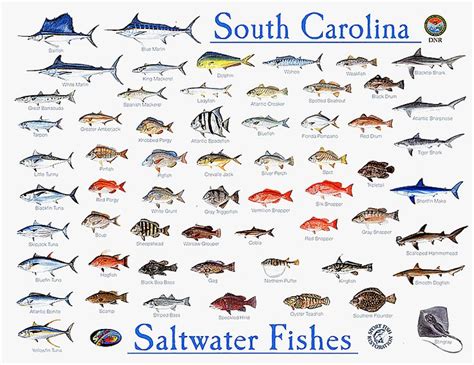 My Other Hit List Fish Chart Saltwater Fishing Saltwater