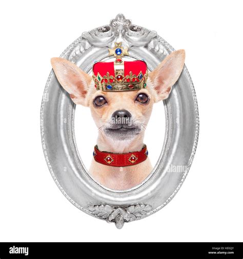Chihuahua Dog As King With Crown Looking And Staring At You Behind