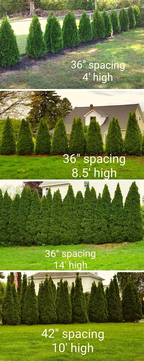 How To Plant Emerald Green Arborvitae Privacy Trees Distance Etc