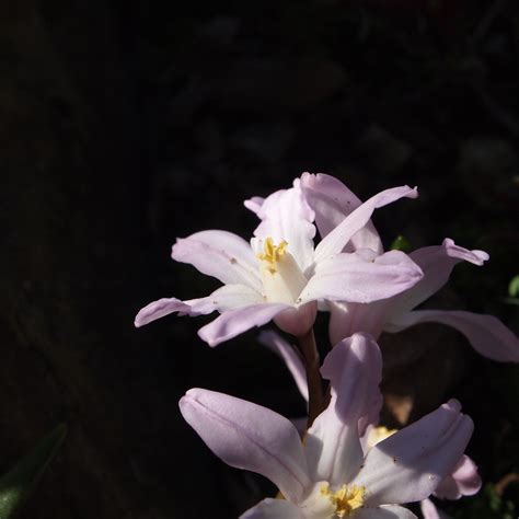 Maybe you would like to learn more about one of these? Gambar : pemandangan, alam, mekar, menanam, daun bunga, berkembang, musim semi, botani, Flora ...