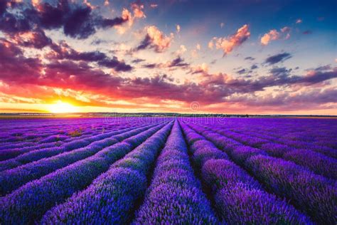 Lavender Field At Sunset With Beautiful Cloudscape Stock Photo Image