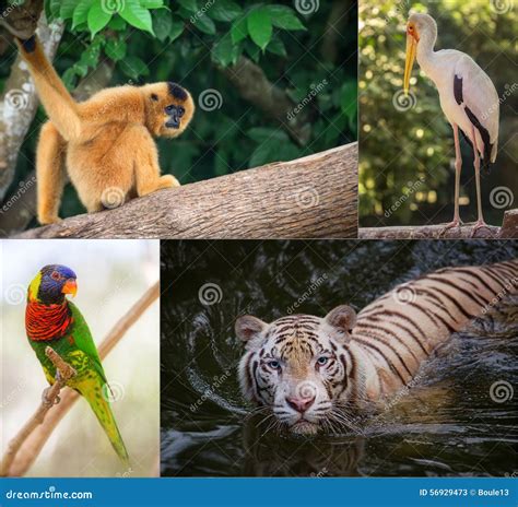 Group Of Different Wild Animal Stock Image Image Of Forest Parrot
