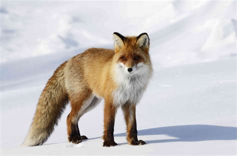 8 Surprising Facts About The Red Fox