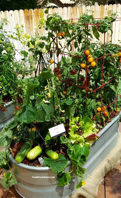 Grow A Container Vegetable Garden On Your Patio Tips