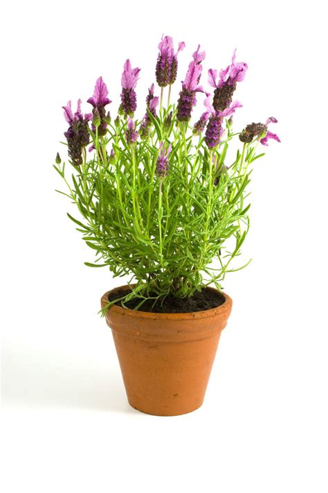 Growing Lavender Indoors From Seed Lavender Plant