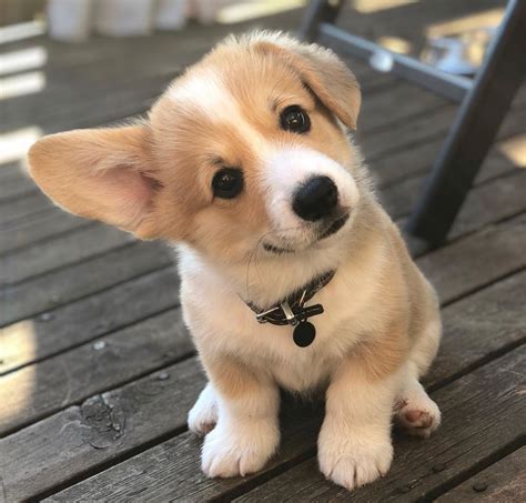 Corgi Puppies For Sale | Sacramento, CA #282968 | Petzlover
