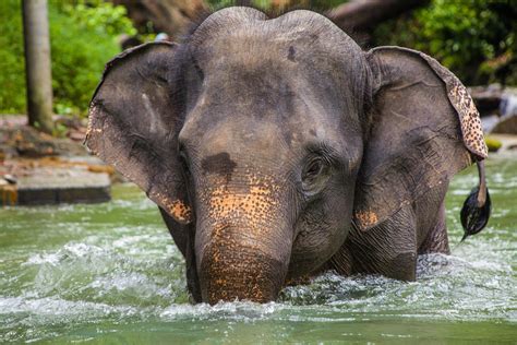 Asian Elephant Wallpapers Top Free Asian Elephant Backgrounds