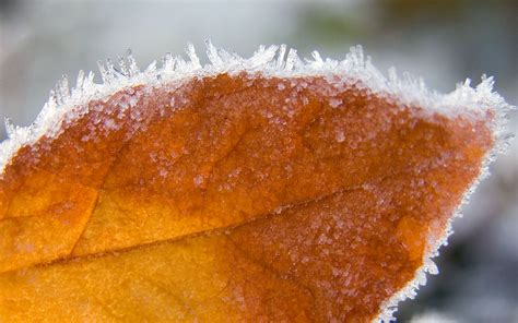 Sheet Frost Dry Wallpaper Hd Macro 4k Wallpapers Images Photos And