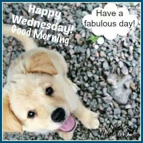 Happy Wednesday Good Morning Have A Fabulous Day Cute Puppy Meme