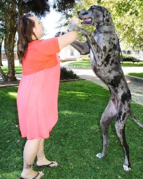Simply fill in the fields below and click calculate. Great Dane Growth Chart