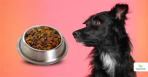10 Best Dog Foods 2023 The Strategist