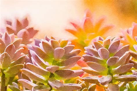 Succulent Abstract Photograph By Susan Rydberg Fine Art America