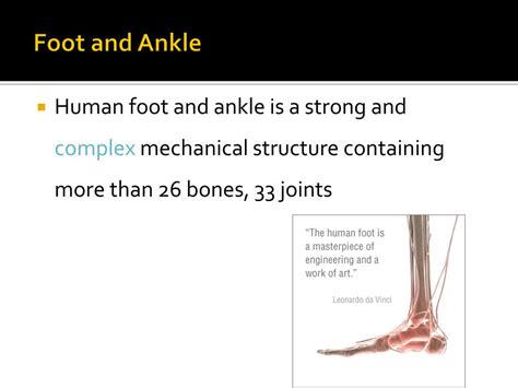 Ppt Anatomy Of The Foot And Ankle Powerpoint