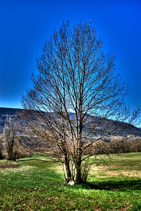 Hdr Tree By Thghst On Deviantart