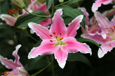 Lily Petals Close Up Wallpapers Hd Desktop And Mobile Backgrounds