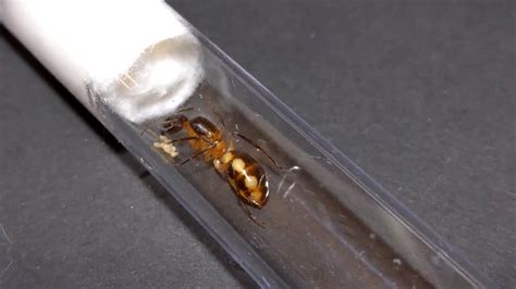 Camponotus Maculatus Fourmishome Youtube
