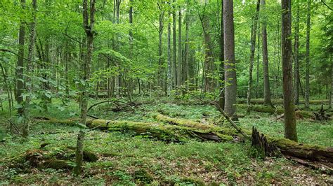 Białowieża forest - in search of the scientific evidence (and why it is ...