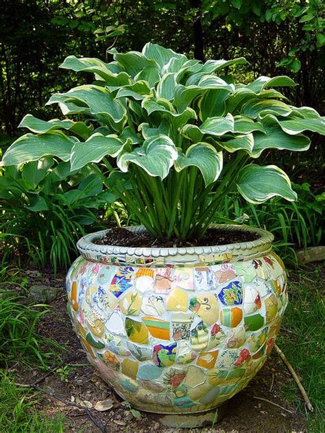 Hosta Flickr Photo Sharing Mosaic Planters Garden Containers