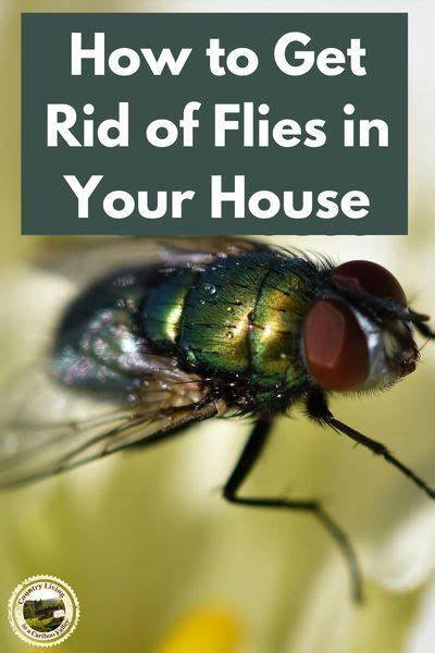How To Get Rid Of Flies In The House Get Rid Of Flies House Fly
