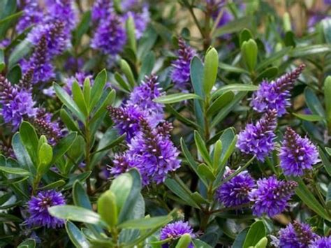 We did not find results for: Pin on Drought tolerant gardening