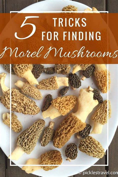 Guide To Hunting Morel Mushrooms Wild Edible Foraging Tips Trick Artofit