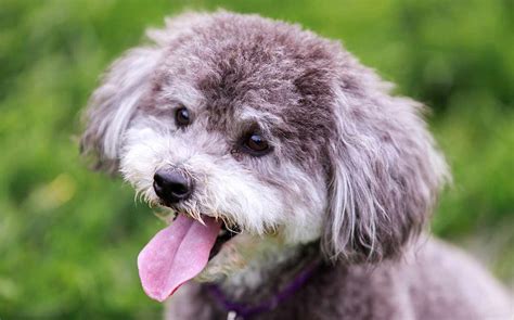 Small Poodle Mixes Top Ten Cute Curly Cross Breeds