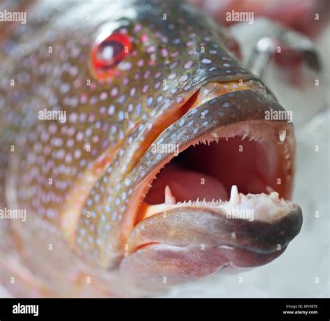Grouper Fish Teeth Hi Res Stock Photography And Images Alamy