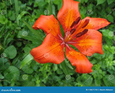 Lilium Bulbiferum Orange Lily Fire Lily And Tiger Lily Stock Image