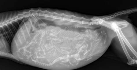 X Ray Image Of A Pregnant Cat With 6 Kittens Duck Duck Gray Duck