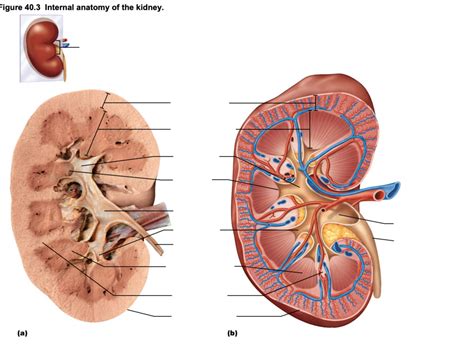 Practical 3 Lesson 9 Internal Anatomy Of Kidney Diagram Quizlet