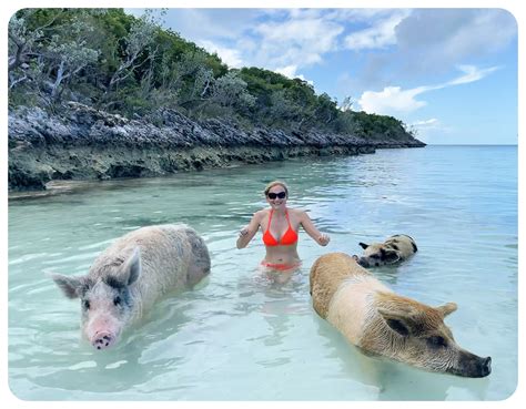 Everything You Need To Know Before Visiting Pig Beach In The Bahamas