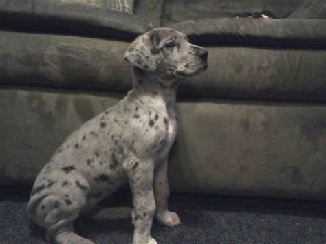 See more ideas about merle great danes, dane, great dane puppy. AKC Great Dane Merle Female Puppy for Sale in Corning, New ...