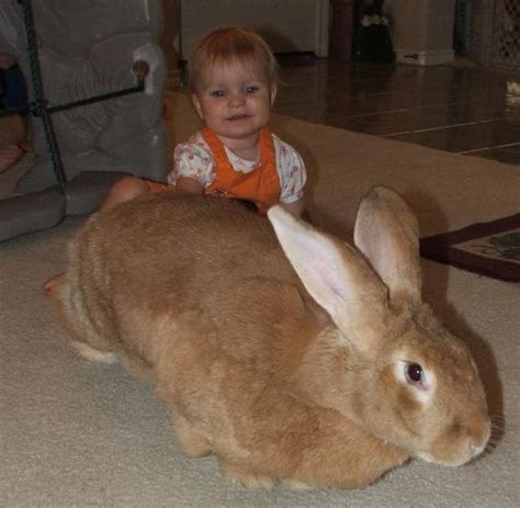 See more ideas about giant rabbit, flemish giant rabbit, flemish giant. Flemish Giant Rabbits: What It Really Takes to Own & Care ...