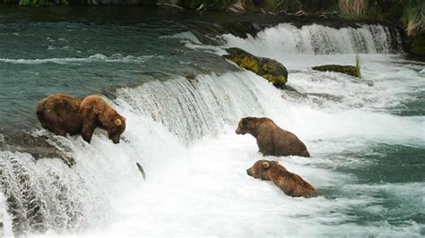 Alaskan brown bears wait for salmon at Brooks Falls in Katmai National ...